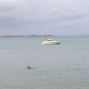 Zdjęcie z Australii - Sa i delfiny! :)
