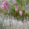 Zdjęcie z Australii - Miejscowa flora
