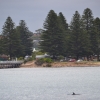 Zdjęcie z Australii - Delfiny przy Granitowej Wyspie