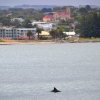Zdjęcie z Australii - Delfiny przy Granitowej Wyspie