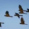 Zdjęcie z Australii - Żałobnice żółtosterne w locie
