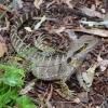 Zdjęcie z Australii - Wielka jaszczurka - agama wodna