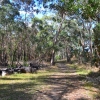 Zdjęcie z Australii - Droga przez las Kuipto
