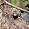 Zdjęcie z Australii - Jakis malenki torbacz wielkosci szczura