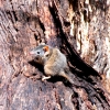 Zdjęcie z Australii - Malenki torbacz w Kuipto Forest