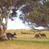 Zdjęcie z Australii - Kangurza rodzina