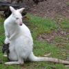 Zdjęcie z Australii - Walabia albinos ale maluch w torbie juz nie