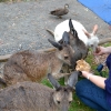 Zdjęcie z Australii - Sesja z kangurami :)