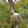 Zdjęcie z Australii - Gniazdo ibisow