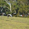 Zdjęcie z Australii - A kakadu rozowe lataja i lataja :)