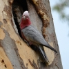 Zdjęcie z Australii - Kakadu różowa sprawdza dziuple czy sie nada :)