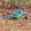 Zdjęcie z Australii - Papuga Pierscienioszyja czyli malee