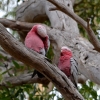 Zdjęcie z Australii - Kakadu różowe 