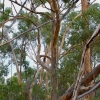 Zdjęcie z Australii - Fantazyjnie powyginane eukaliptusy