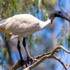 Zdjęcie z Australii - Ibis czarnopióry