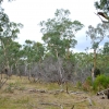Zdjęcie z Australii - Park Narodowy Belair