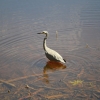 Zdjęcie z Australii - Czapla białolica w jeziorze Playford