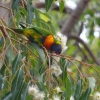 Zdjęcie z Australii - Lorysa górska w akcji nektarowej