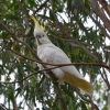 Zdjęcie z Australii - Kakadu żółtoczuba