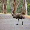 Zdjęcie z Australii - Emu pezeszedl sobie dumnie przed moim samochodem :)
