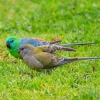 Zdjęcie z Australii - Parka papuzek trawnych czyli Świergotek seledynowych