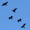 Zdjęcie z Australii - Leca kormorany zwyczajne