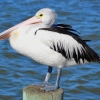 Zdjęcie z Australii - Pelikan australijski