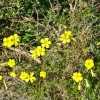 Zdjęcie z Australii - Wydmowe kwiatki