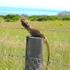 Zdjęcie z Australii - Agama brodata korzystajaca z cieplego dnia