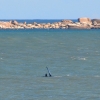 Zdjęcie z Australii - Jest wieloryb! (konkretnie waleń południowy)