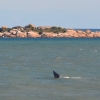Zdjęcie z Australii - Obserwujemy pierwszego wieloryba