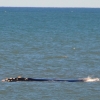 Zdjęcie z Australii - A wieloryb majestatycznie plywal w te i we wte :)