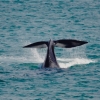 Zdjęcie z Australii - W koncu! Drugi, plynacy dalej wieloryb pokazal ogon