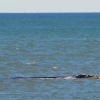 Zdjęcie z Australii - Ostatni rzut oka na wieloryba i jedziemy do Port Elliot