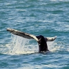 Zdjęcie z Australii - Ogon wieloryba. Zdjecie zrobione kilka lat wczesniej