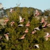 Zdjęcie z Australii - Stado kakadu różowych w locie