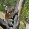 Zdjęcie z Australii - Jeden z trzech miskow koala spotkanych tego dnia :)