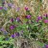 Zdjęcie z Australii - Buszowa flora