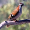 Zdjęcie z Australii - Golab blyskotka miedzianoskrzydla