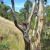 Zdjęcie z Australii - Koala numer 2 :)