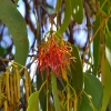 Zdjęcie z Australii - Kwitnie rodzaj jemioly zerujacej na eukaliptusie