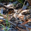 Zdjęcie z Australii - Jaszczurka - za szybka zeby zrobic wyrazne zdjecie