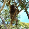 Zdjęcie z Australii - Koala nr 3