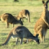 Zdjęcie z Australii - Kangurza rodzina przy wyjezdzie z parku nar.