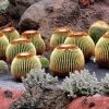 Zdjęcie z Hiszpanii - W kaktusowym ogrodzie - Jardin de Cactus.