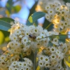Zdjęcie z Australii - Fauna i flora (kwiaty bialego eukaliptusa)