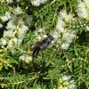 Zdjęcie z Australii - Ta sama roslina w zblizeniu i amator nektaru - 
