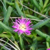 Zdjęcie z Australii - Wydmowa roslina zwana w Australii "lodowym zielem"