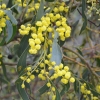 Zdjęcie z Australii - Kwitnie akacja mimoza, zwana tu wattle