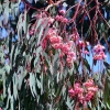 Zdjęcie z Australii - Kwitnie rozowy eukaliptus